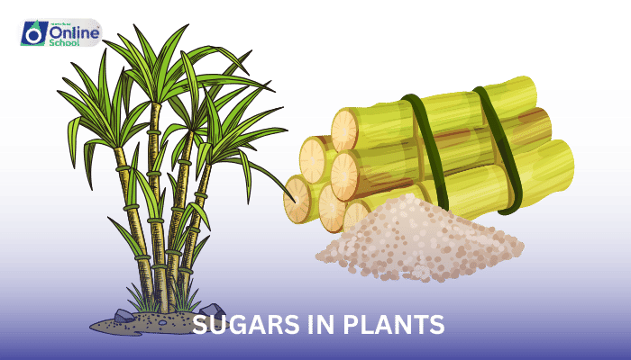 Lesson 10: Movement of Sugars in Plants